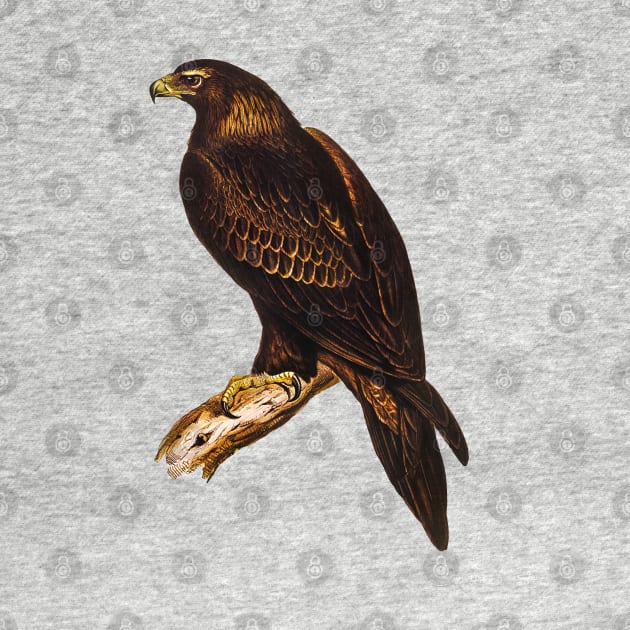 Wedge-tailed Eagle Vintage Illustration by KarwilbeDesigns